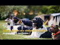 Cómo lograr una obediencia canina impecable y confiable - TvAgro por Juan Gonzalo Angel