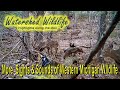 More Sights &amp; Sounds of Western Michigan Wildlife