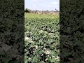 تترن جي پياري ٻولي