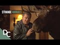 Strange animal behaviours that are actually amazing  weird or what  ft william shatner