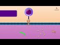 Cytotoxic T Cell - Microbiology and immunology Animations