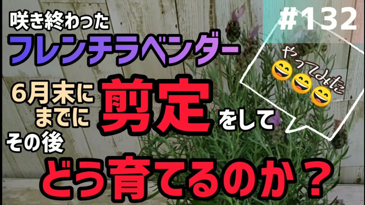 132 咲き終わったフレンチラベンダー 6月末までに剪定をしてその後どうやって育てるのか をやってみたいと思います Youtube
