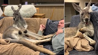 Rufus The Rescued Kangaroo Insists On Daily Couch Cuddles With Dad