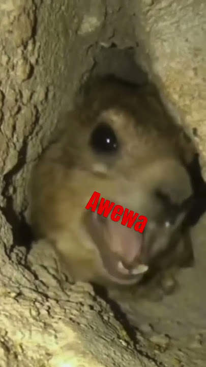 lol #rodents #animal #awewe