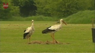 Storks Try To Hatch Golf Balls!