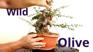 Bonsai da yamadori | Primo step futuro shohin | Olea sylvestris