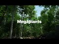 Introducing Quixel Megaplants  now on Quixel