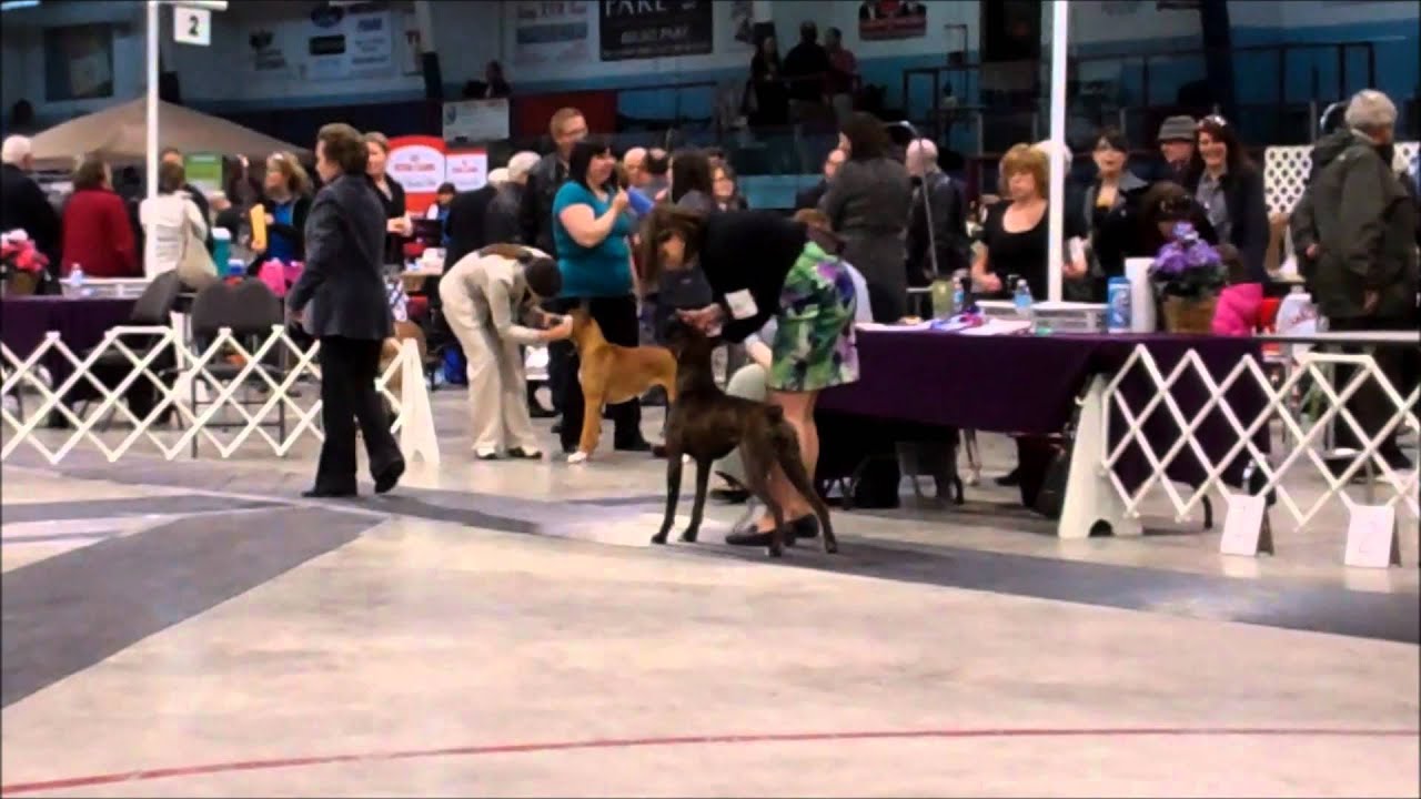 Boxer Dog show Iberville 28 avril 2012 YouTube