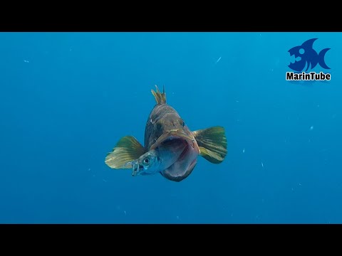 泳がせ釣りにGoProつけてアジを丸飲みするシーンを激写した - YouTube