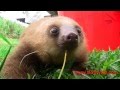 Super cute sloth squeak!