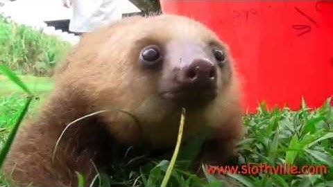 Super cute sloth squeak!