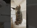 Катёнок🐈