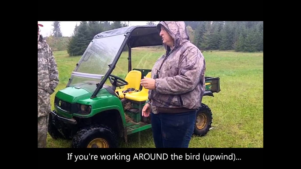 Starting Dogs on Upland Work: Bird Domination and The Check Cord