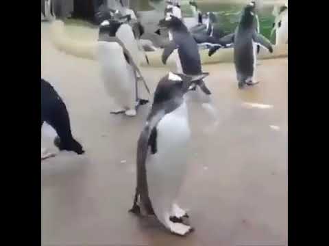 What happened to this penguin