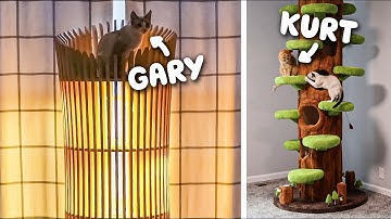 I Got Crazy Cat Trees to Get My Cats Reactions