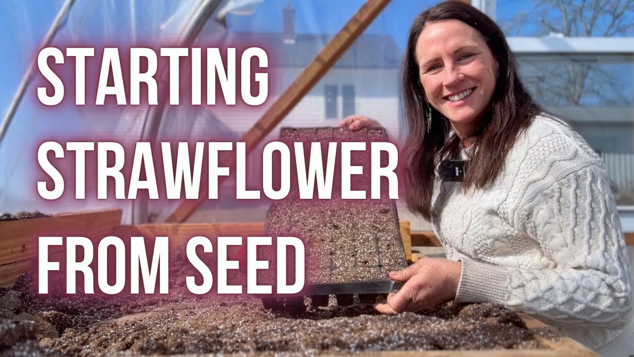 How to Start STRAWFLOWER From SEED PepperHarrow YouTube