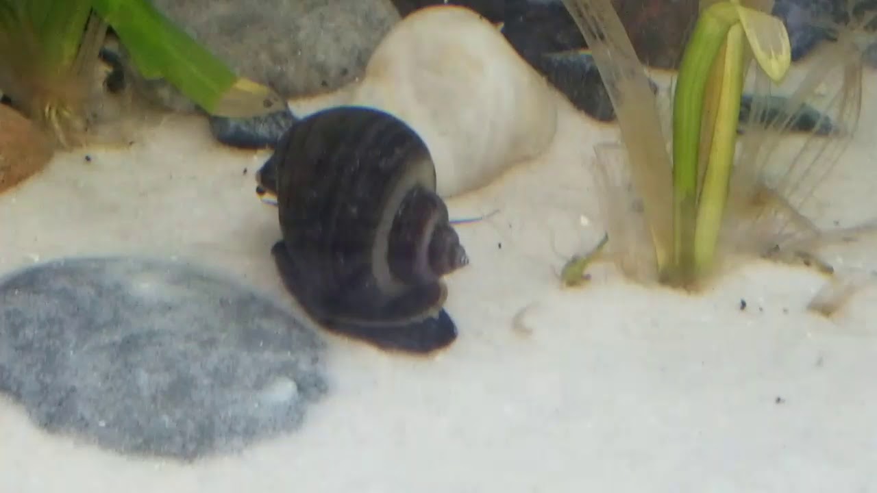 mystery snail in brackish water YouTube