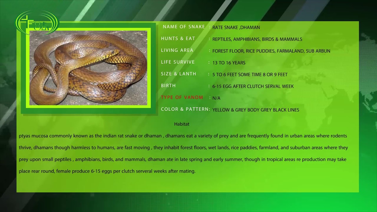 baby snakes in texas rat snake information | for our nature saving tube | by arjun