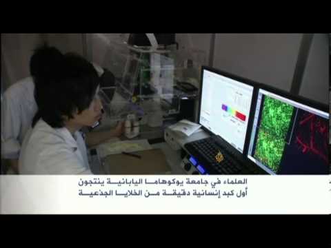 أول كبد إنسانية من خلايا جذعية باليابان