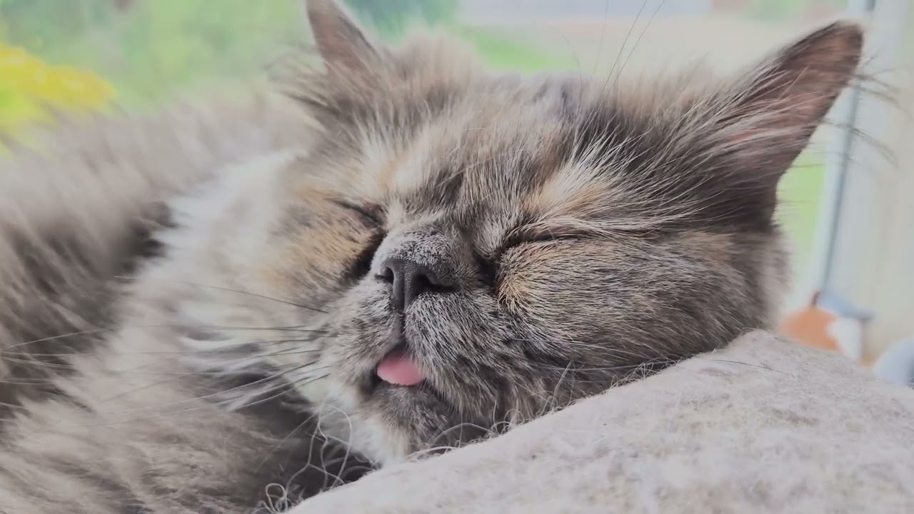 Adorable Tortie Cat’s Tongue Blep! 😸💖