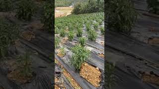 tanaman cili kulai ladang Ramlee Agriculture tanaman cili kulai ladang Ramlee Agriculture