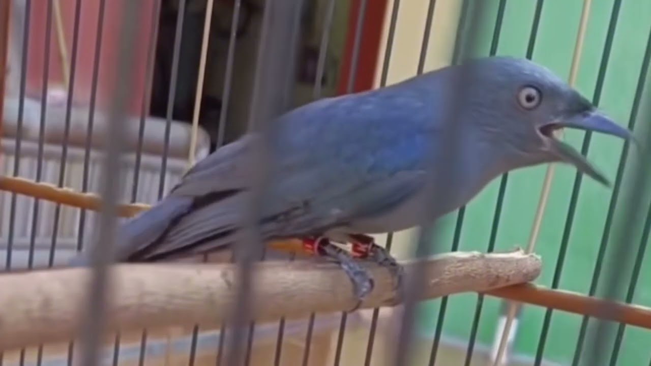 Masteran Juara Srigunting Abu Abu 7 Variasi Suara Tembakan Terbaik 12 November 2025