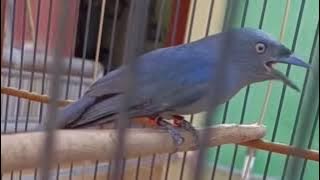 Masteran Juara Srigunting Abu Abu 7 Variasi Suara Tembakan Terbaik 12 November 2025