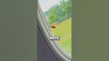 Unbelievable! A Fly Stays on a Flying Plane