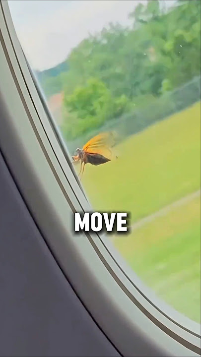 Unbelievable! A Fly Stays on a Flying Plane