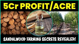 Unveiling the Secrets of Sandalwood (Chandan) Tree Farming: Massive 5Cr Profit/Acre!