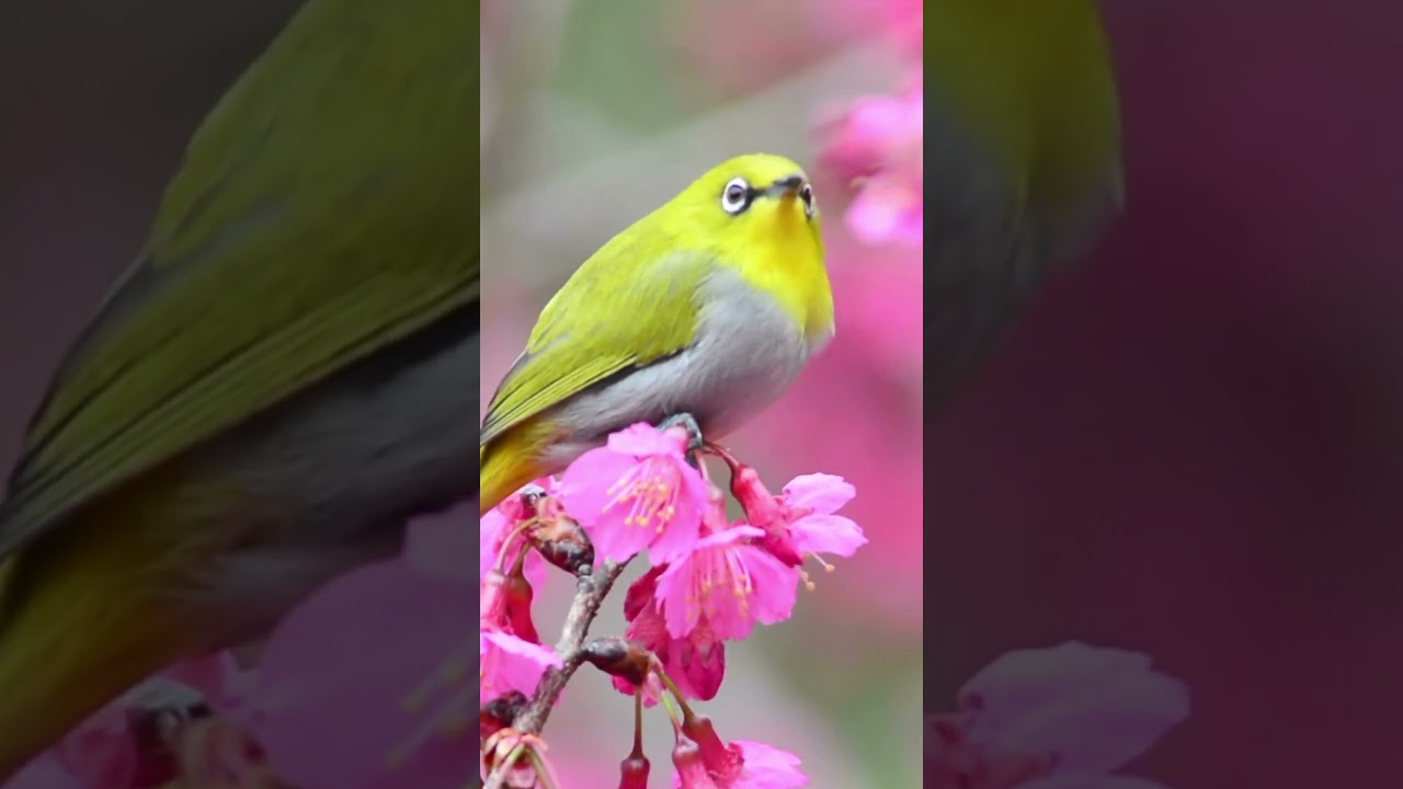Beautiful Charming Small bird 