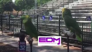 P.o.p Parrots Of Praise