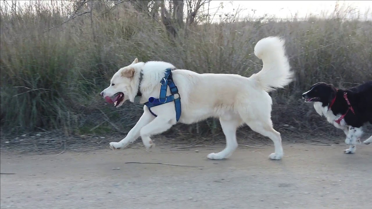 Running Dogs Slow motion !!!