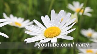 Nartv.tv