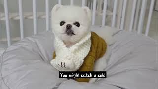 Puppy know the owner's soft spot so well ll new Pongki funny video, pongki and rudy funny video 2021
