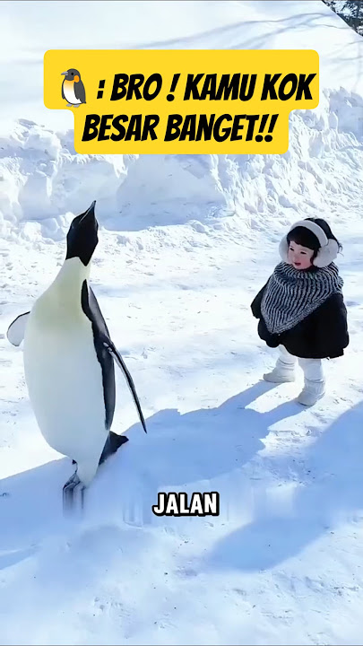 Penguin Ngira Manusia Temennya!? Fakta Lucu yang Bikin Ngakak di Antartika! 🐧🤣