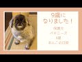 【杏子/あんこ】9歳になりました!