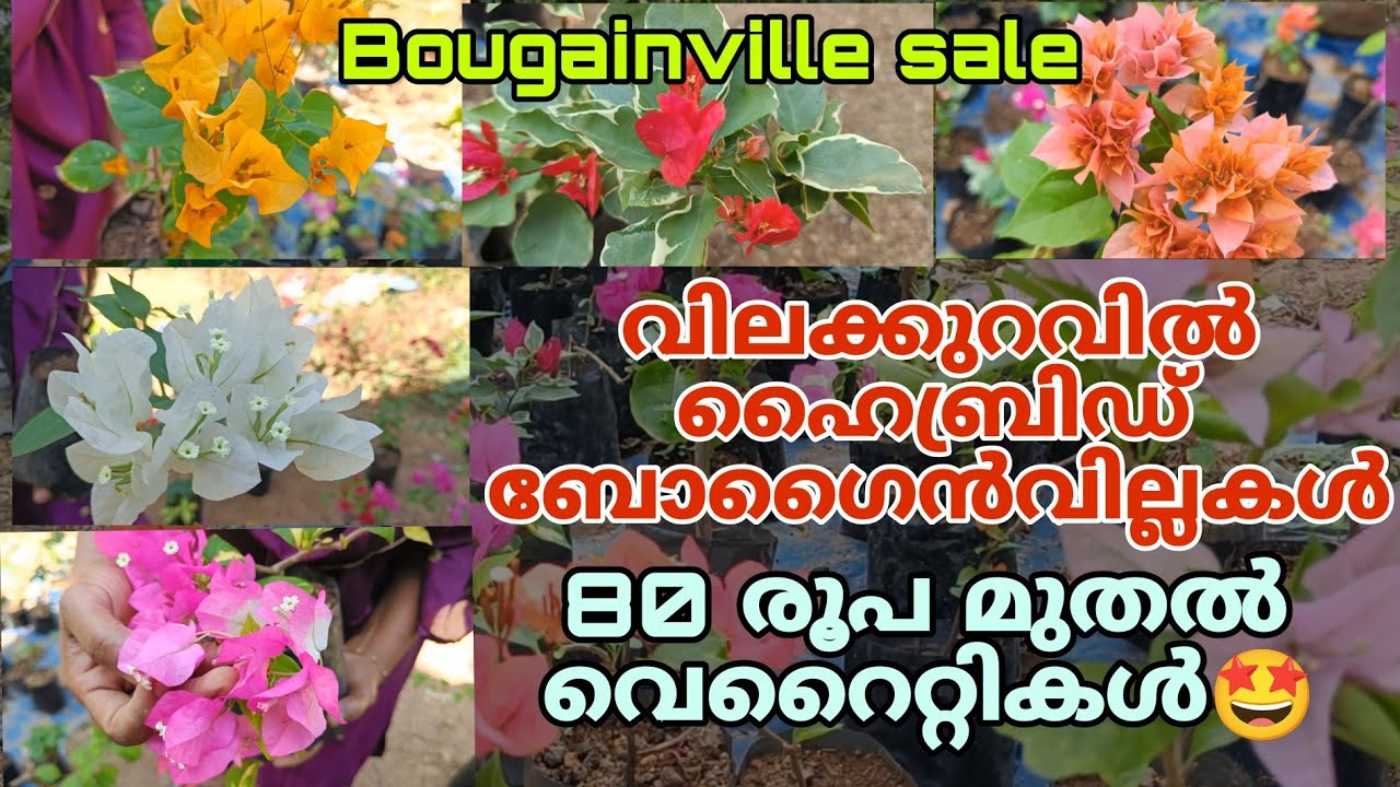 Bougainvillea Sale | ഹൈബ്രിഡ് വെറൈറ്റികൾ വിലക്കുറവിൽ🤩 #plantsale#gardening#bougainvillea#flower#sale