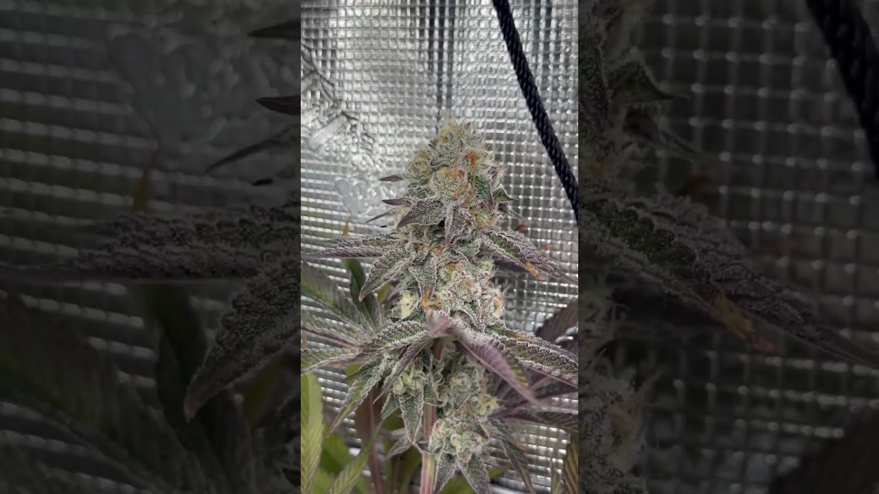 Cannabis Medicinal Indoor - In House Genetics