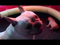 French Bulldog's Natural Delivery For The First Time