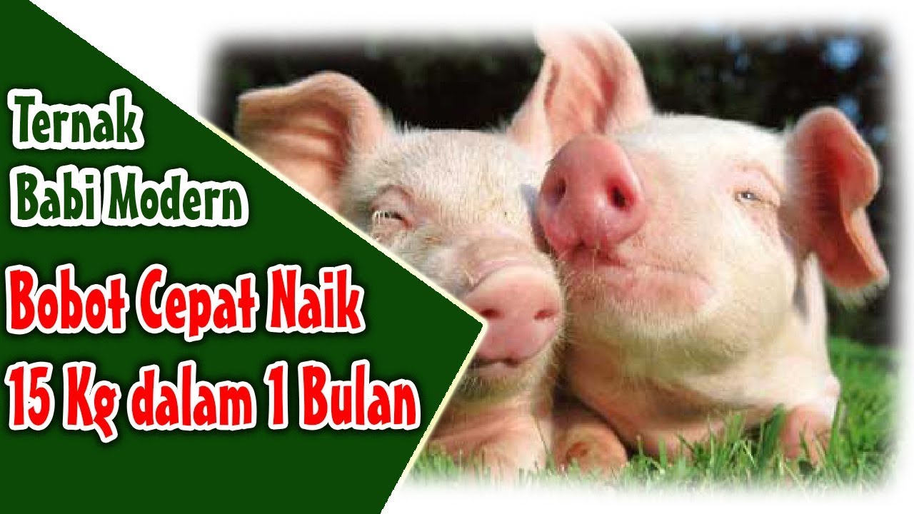 Cara Mempercepat Penggemukan Babi 1Bulan 15kg | Tips Mengurangi Bau