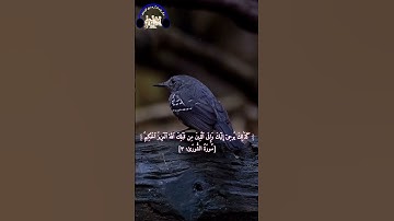 سورة الشورى | القارئ بصوت تقشعر له الأبدان #اكسبلور #المصحف #لايك #دويتو #ترند #راحة_نفسية