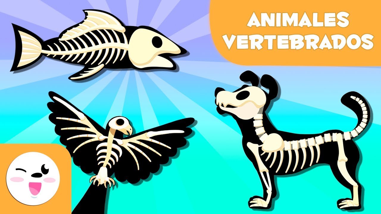 ANIMALES VERTEBRADOS para niños - Mamíferos, aves, reptiles, peces y  anfibios - thptnganamst.edu.vn