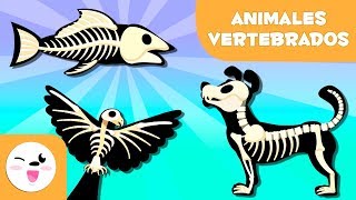 ANIMALES VERTEBRADOS para niños  Mamíferos, aves, reptiles, peces y anfibios