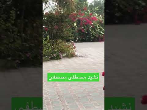 نشيد مصطفى مصطفى