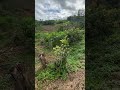 Depois de Meses Cuidando, nosso Aipim Começou a Crescer!