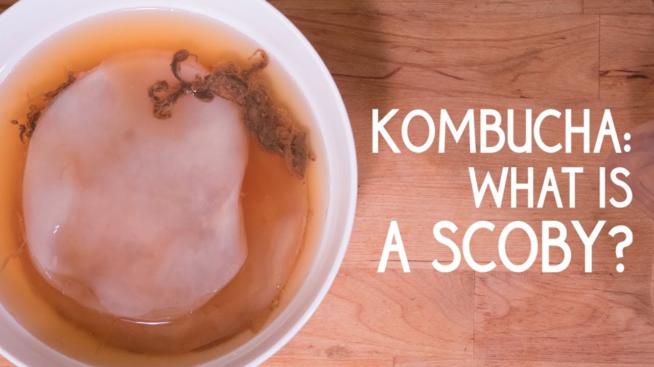 Kombucha Scoby