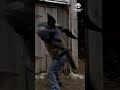 MERCILESS CROWS ATTACKED HIM😱💀No Way Out! #shorts #action #hollywoodmovie #Horror #action #movie