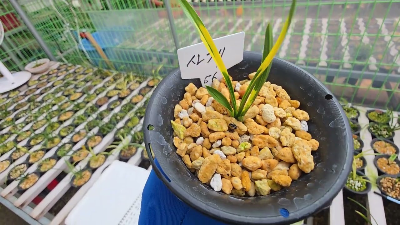 중투38신라25사산반12백록54중투12서반15중투17산반산채13두화변5청춘11 01058716655