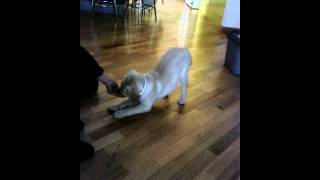 Jaxon Assistance Dog starts training at PETstock